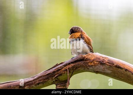 Manichino petto di castagne arroccato su un ramo in un ambiente naturale con sfondo verde sfocato Foto Stock