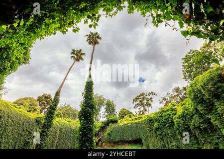 Gli iconici giardini della grotta di Umpherston Sinkhole Cave Gardens, visti dal fondo, il monte Gambier, la costa calcarea, Australia meridionale Foto Stock