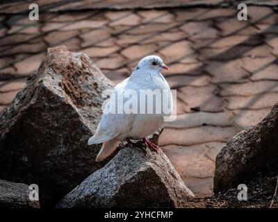 Una tranquilla colomba bianca che poggia su una superficie in pietra Foto Stock