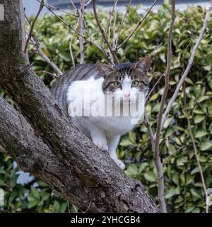 White e Tabby Cat arroccati sul ramo dell'albero osservando l'ambiente circostante Foto Stock