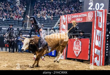 Tyler Craig a bordo di "Highway to Heaven" viene colpito nel 3° round del Professional Bull Riding Canadian National Championships di Edmonton a Rogers Place. Nick Tetz diventa solo il 5° vincitore multiplo del titolo nazionale PBR Canada e con quella vittoria, ha completato il suo spettacolare anno vincendo un totale di $ 153.375al posto di Roger a Edmonton negli ultimi 2 giorni e diventando il PBR Canada Bull Rider of the Year 2024. Foto Stock
