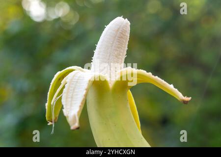 Banana mezza sbucciata, banana aperta su uno sfondo verde sfocato della natura Foto Stock