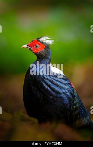 Primo piano del ritratto di fagiano di Swinhoe Foto Stock