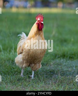 orpington, una piccola fattoria vicino a Raeford, North Carolina, che guarda con sospetto alla telecamera. Foto Stock