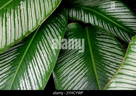 Pinstripe Calathea, Calathea Ornata, o foglie tropicali di pin Stripe a Medellin, Colombia. Foto Stock