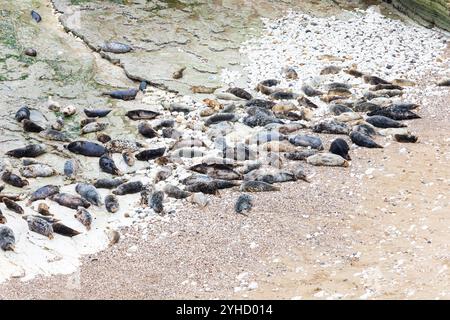 Atlantic Grey Seal, Hahchoerus grypus atlantic, colonia di Flamborough Head, Outer Headland Nature Reserve, ssi, Bridlington, East Yorkshire, Inghilterra Foto Stock