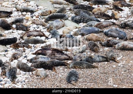 Atlantic Grey Seal, Hahchoerus grypus atlantic, colonia di Flamborough Head, Outer Headland Nature Reserve, ssi, Bridlington, East Yorkshire, Inghilterra Foto Stock