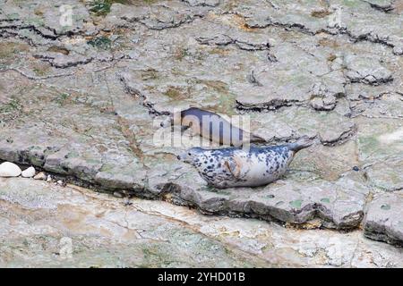 Foca grigia, Hahchoerus grypus atlantic, mucca madre e cucciolo, colonia a Flamborough Head, riserva naturale Outer Headland, ssi, Bridlington, East Yorkshir Foto Stock