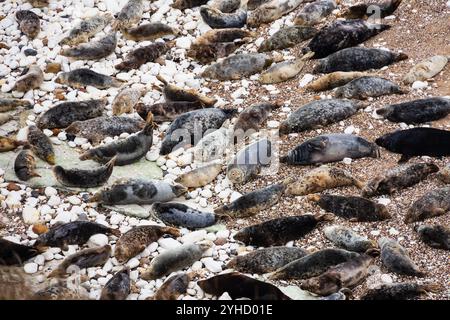 Atlantic Grey Seal, Hahchoerus grypus atlantic, colonia di Flamborough Head, Outer Headland Nature Reserve, ssi, Bridlington, East Yorkshire, Inghilterra Foto Stock