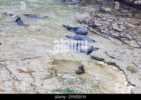 Atlantic Grey Seal, Hahchoerus grypus atlantic, colonia di Flamborough Head, Outer Headland Nature Reserve, ssi, Bridlington, East Yorkshire, Inghilterra Foto Stock