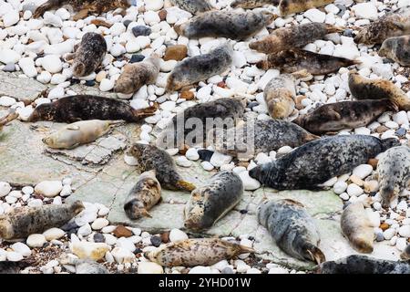 Atlantic Grey Seal, Hahchoerus grypus atlantic, colonia di Flamborough Head, Outer Headland Nature Reserve, ssi, Bridlington, East Yorkshire, Inghilterra Foto Stock