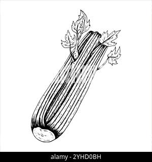Illustrazioni botaniche vettoriali grafiche con sedano. Schizzo con linea nera con erbe e spezie. Due versioni - con e senza riempimento Illustrazione Vettoriale