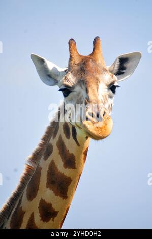 Ritratto di giraffa Rothschild nel Parco Nazionale delle Cascate Murchison - Uganda Foto Stock