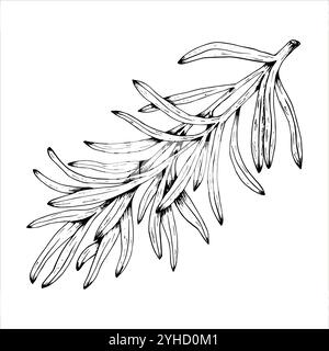 Illustrazioni botaniche vettoriali grafiche con dragoncello. Schizzo con linea nera con erbe e spezie. Due versioni - con e senza riempimento Illustrazione Vettoriale