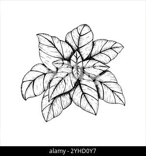 Grafica illustrazioni botaniche vettoriali con basilico. Schizzo con linea nera con erbe e spezie. Due versioni - con e senza riempimento Illustrazione Vettoriale