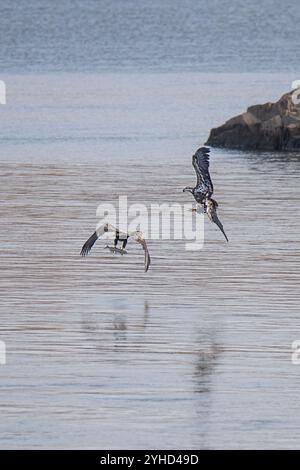 Due giovani aquile calve americane catturano e combattono per un pesce Foto Stock