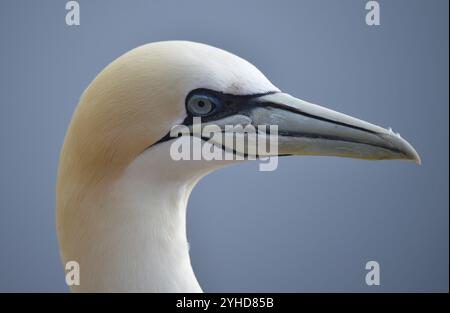 Gannet (Morus bassanus) sull'isola al largo di Helgoland, Schleswig-Holstein, Germania, Europa Foto Stock