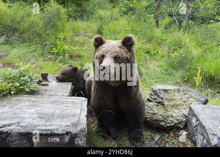 Due orsi bruni in un verde paesaggio boschivo accanto a pietre ed erba, orso bruno europeo (Ursus arctos arctos) con giovani, Transilvania, Carpazi, Foto Stock