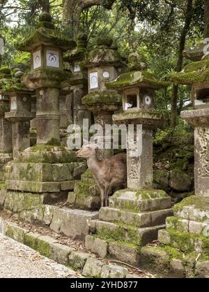 Cervi e lanterne di pietra, santuario Kasuga-taisha, Nara, Giappone, Asia Foto Stock