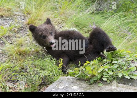 Un giovane orso disteso sulla schiena sull'erba in una scena forestale, orso bruno europeo (Ursus arctos arctos), giovane, Transilvania, Carpazi, Romani Foto Stock