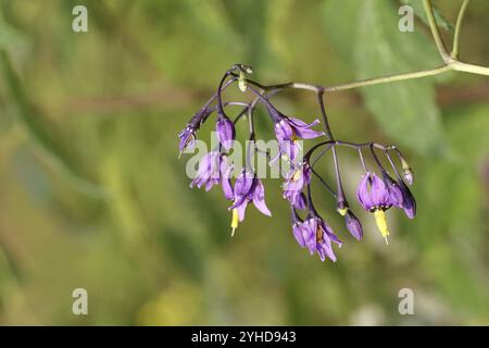 tonalità notte amara (Solanum dulcamara), tonalità notte amara, alghe blu, fiore viola, tonalità notte legnosa in fiore, pianta medicinale, medicinale noi Foto Stock