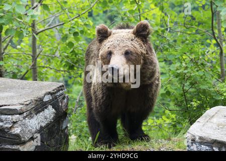 Orso bruno in piedi nel mezzo di una foresta verde, orso bruno europeo (Ursus arctos arctos), Transilvania, Carpazi, Romania, Europa Foto Stock