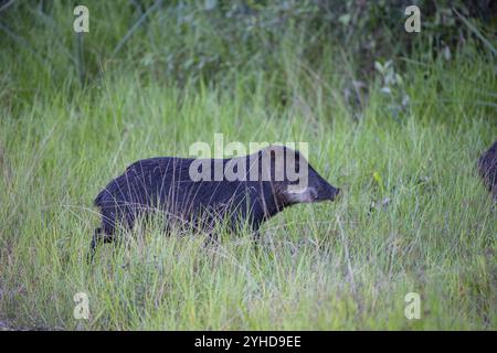 Peccary con barba bianca (Tayassu pecari) Pantanal Brasile Foto Stock