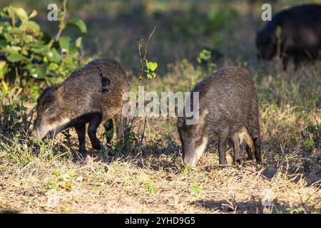 Peccary con barba bianca (Tayassu pecari) Pantanal Brasile Foto Stock