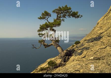 Crimea, un pino solitario sulla scogliera sopra il mare Foto Stock