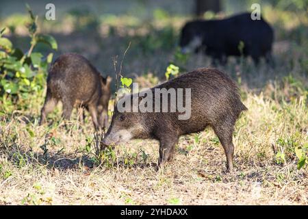 Peccary con barba bianca (Tayassu pecari) Pantanal Brasile Foto Stock