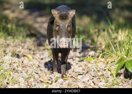 Peccary con barba bianca (Tayassu pecari) Pantanal Brasile Foto Stock