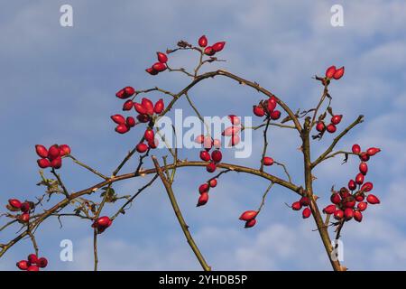 Ramoscelli con rosa fianchi, i frutti della rosa canina (Rosa canina) con le punture di fronte a un cielo leggermente nuvoloso Twigs che brucano un arco con i fianchi di rosa Foto Stock