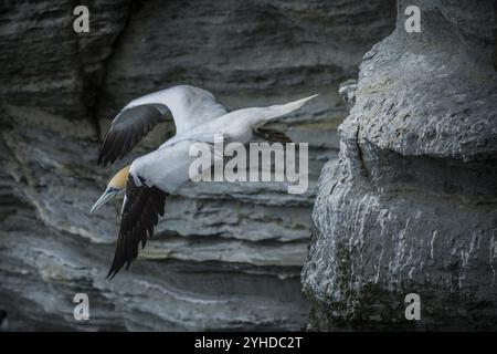 Gannet (Morus bassanus) decolla da una roccia, Westray, Isole Orcadi, Scozia, Gran Bretagna Foto Stock