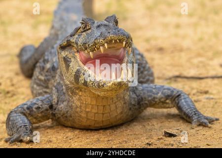 Caimano spettrale (Caiman Crocodilus yacara), coccodrillo (Alligatoridae), coccodrillo (Crocodylia), ritratto di animali, frontale, contatto visivo, Pantanal, inla Foto Stock