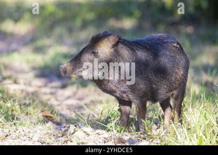 Peccary con barba bianca (Tayassu pecari) Pantanal Brasile Foto Stock