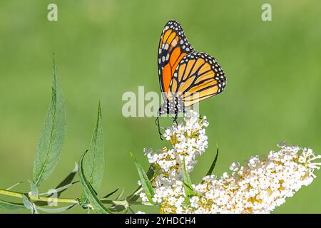 Una farfalla monarchica sorseggia il nettare dai fiori bianchi di una farfalla. Foto Stock