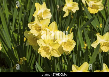 Beautiful yellow daffodils on the flowerbed Foto Stock