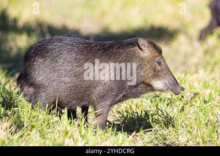 Peccary con barba bianca (Tayassu pecari) Pantanal Brasile Foto Stock
