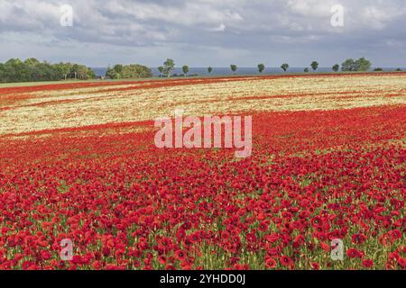 Campo di papavero con papaveri (Papaver rhoeas) e Matricaria chamomilla vicino a Heiligenhafen nello Schleswig-Holstein. Il Mar Baltico all'orizzonte. Poppy fie Foto Stock