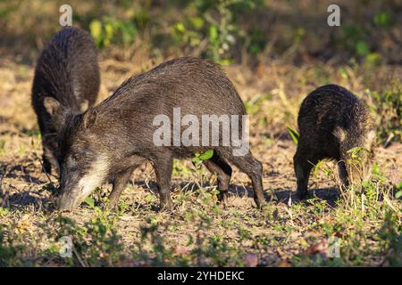 Peccary con barba bianca (Tayassu pecari) Pantanal Brasile Foto Stock