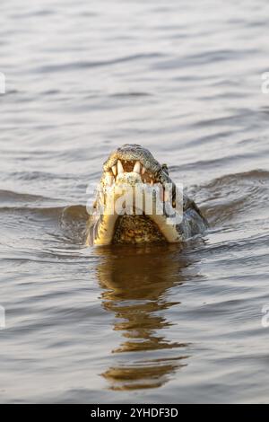 Caimano spettrale (Caiman Crocodilus yacara), coccodrillo (Alligatoridae), coccodrillo (Crocodylia), distacca i denti dall'acqua, Pantanal, entroterra, wetl Foto Stock