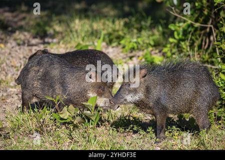 Peccary con barba bianca (Tayassu pecari) Pantanal Brasile Foto Stock