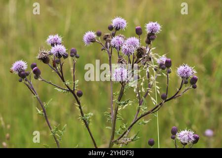 Fiori e foglie del cardo strisciante (Cirsium arvense, cardo strisciante) fiorire cardo strisciante (Cirsium arvense, anche cardo canadese o fie Foto Stock