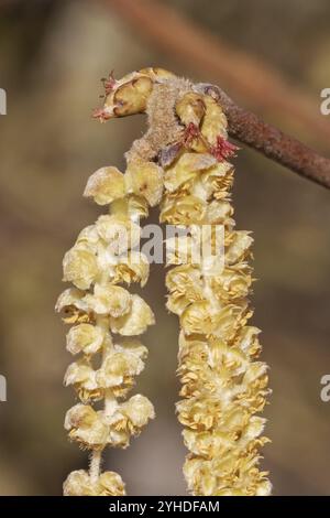 Primo piano di fiori maschili e femminili del nocciolo comune (Corylus avellana). I piccoli fiori femminili possono essere riconosciuti dai loro stigmi rossi, il maschio Foto Stock