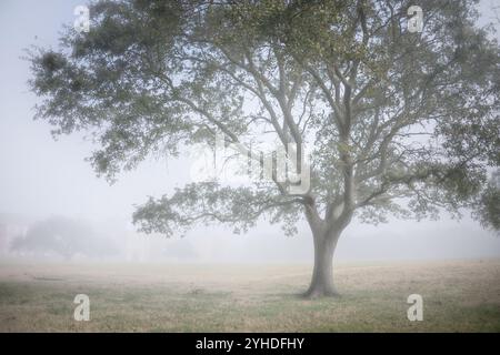 HAMPTON, Virginia - gli storici alberi di quercia dal vivo abbelliscono il quadrilatero principale del Fort Monroe National Monument. Questi esemplari secolari hanno assistito a generazioni di attività militari sul campo da parata che ombreggiano. Gli alberi costituiscono una parte essenziale del paesaggio storico del forte, offrendo bellezza e ombra all'interno dell'installazione militare. Foto Stock