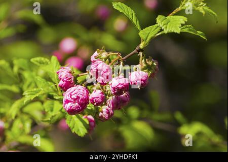 Mandorle fiorite (Prunus triloba) sotto il luminoso sole di maggio Foto Stock