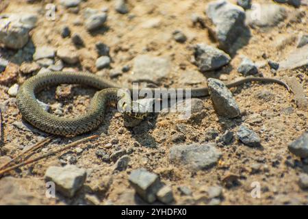 Un serpente d'erba steso a terra, giorno d'estate Foto Stock