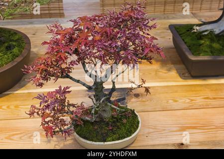 Bonsai, acero giapponese (Acer palmatum) . Età, circa 15 anni. Mostra di bonsai in Aptekarsky Ogorod (un ramo del Giardino Botanico di Mosca St Foto Stock