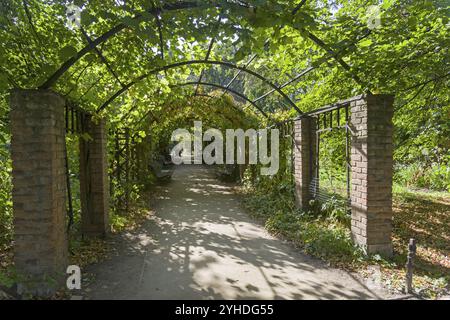 MOSCA, RUSSIA, 25 SETTEMBRE 2017: Pergola nel parco. Giornata di sole a settembre. Mosca, Aptekarsky Ogorod (un ramo del Giardino Botanico di Mosca Foto Stock