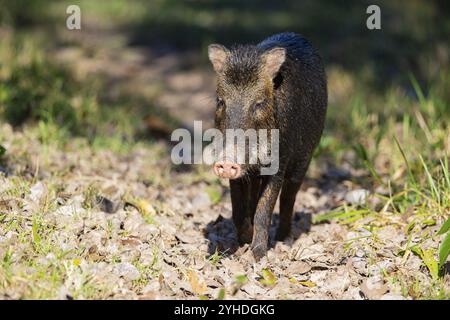 Peccary con barba bianca (Tayassu pecari) Pantanal Brasile Foto Stock